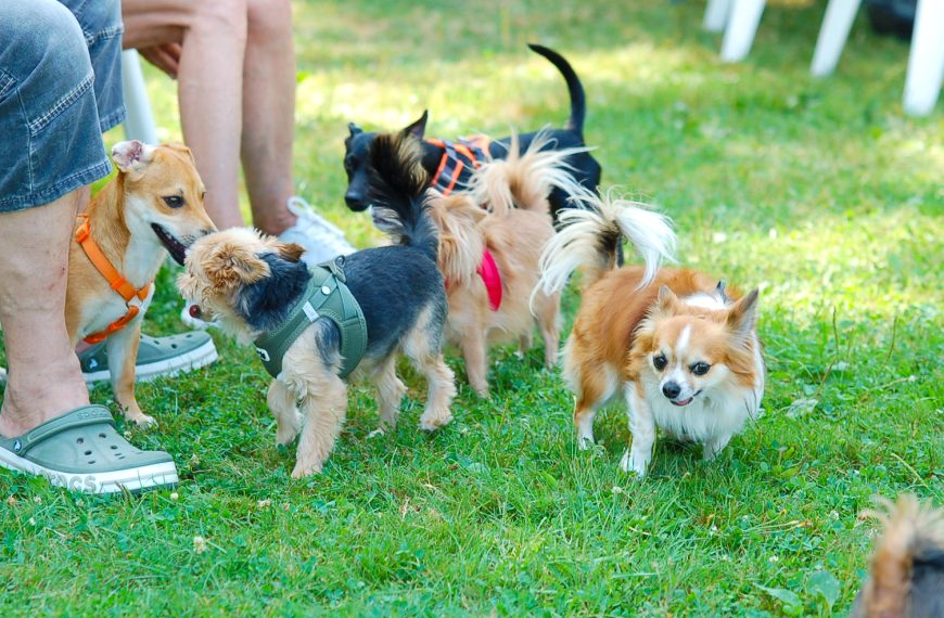 Kleinhundespielstunde 24.08.2024