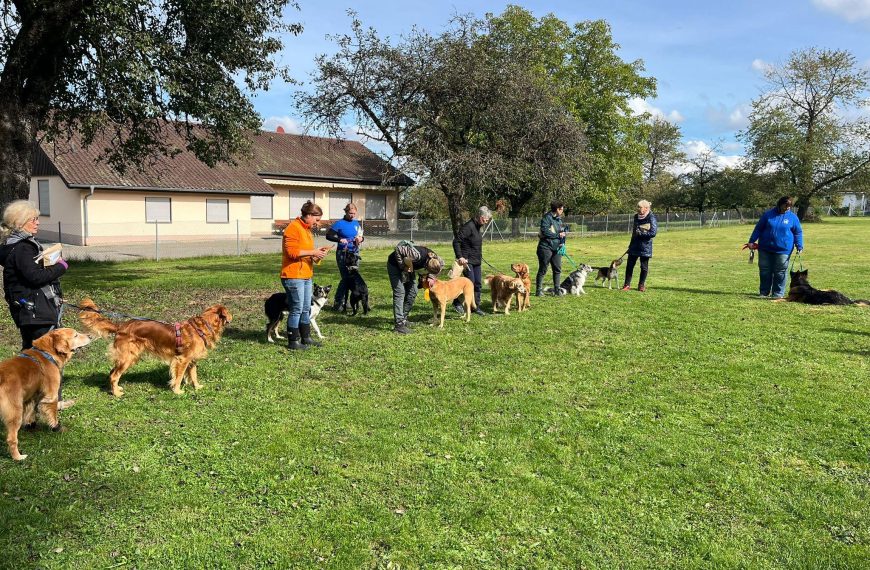 Kreismeisterschaft Obedience 29.09.2024