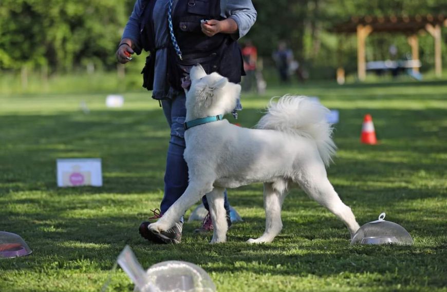 Neues Trainingsangebot: Rally-Obedience