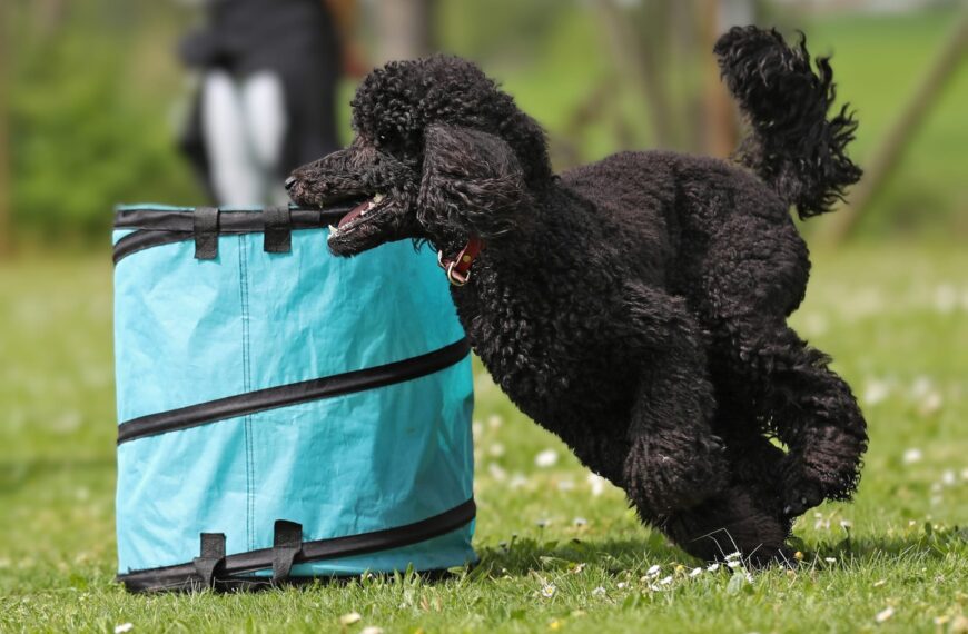 Neues Trainingsangebot: Hoopers
