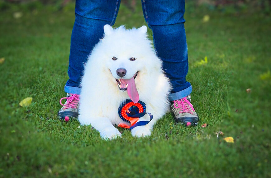 Rally Obedience Turnier beim PHV Karlsruhe